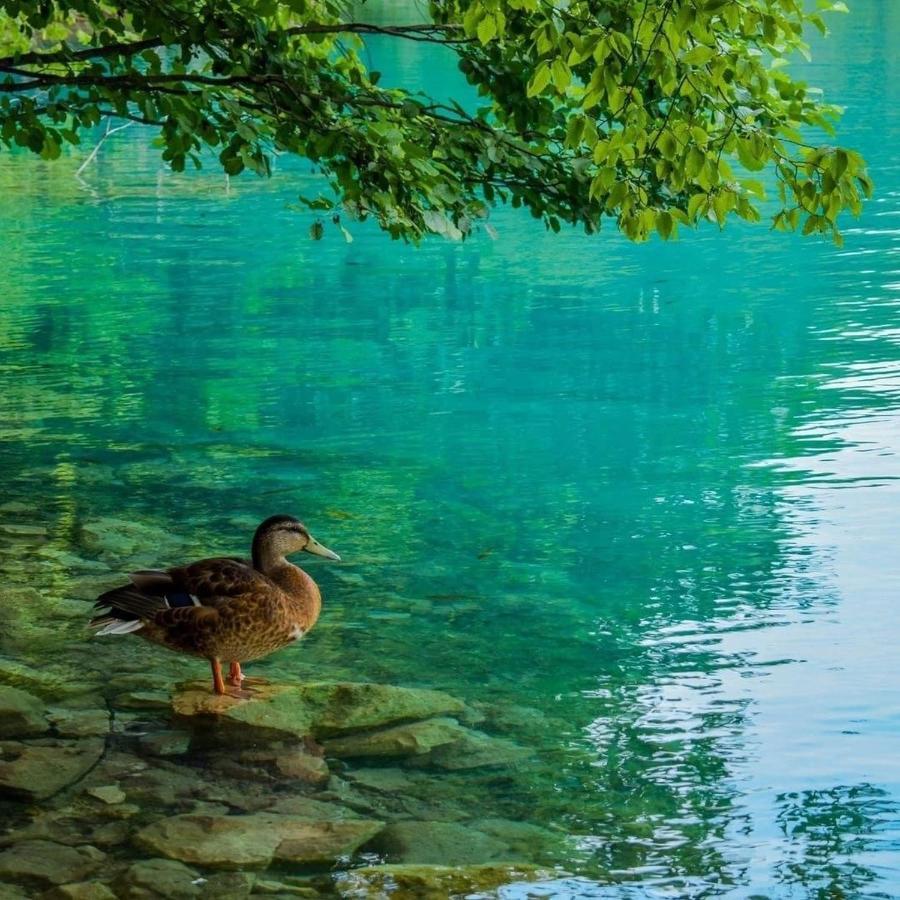 Plitvice Fairytale Bed & Breakfast Plitvička Jezera Dış mekan fotoğraf